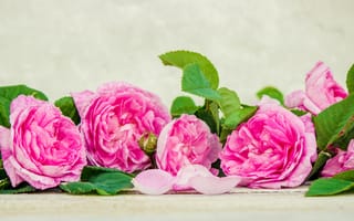 Картинка цветы, розы, лепестки, flowers, petals, pink, wood, розовые