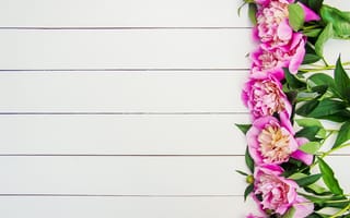 Картинка цветы, розовые, pink, flowers, wood, peonies, beautiful, пионы
