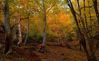Картинка Осень, Деревья, Forest, Autumn, Trees, Fall, Лес