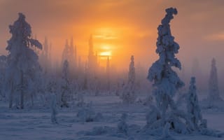 Картинка Швеция, снег, солнце, дымка, лес, провинция Лаппландя, национальный парк Муддус, зима