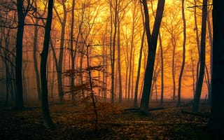 Картинка лес, туман, зарево, вечер, деревья, осень