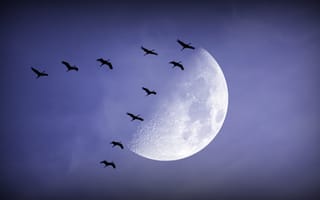 Картинка луна, птицы, ночь