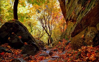 Обои Осень, Fall, Лес, Autumn, Leaves, Forest, Листва