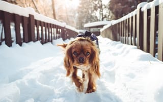 Картинка зима, утро, winter, morning, snow, bridge, мост, собака, снег, dog