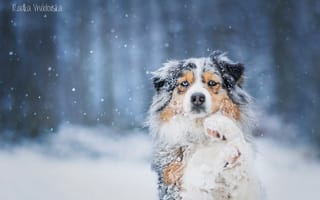 Картинка собака, снег, австралийская овчарка