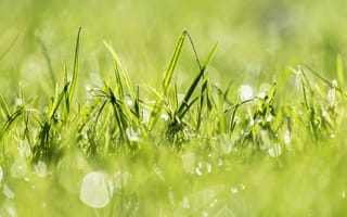 Картинка grass, природа, растения, трава, plants, nature, свет, green, light, зеленый