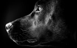 Картинка Лабрадор, собака, друг, взгляд