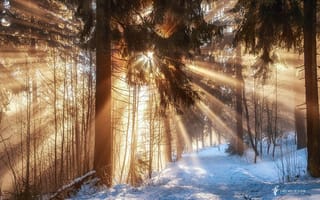 Картинка Германия, солнце, зима, ветки, лучи, лес, тропа, Февраль, снег, свет