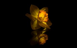 Обои Narcissus, Flower, Yellow