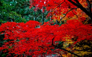 Картинка дерево, листья, клён японский, природа, ветки