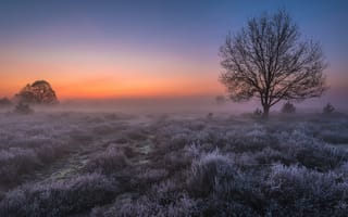 Картинка Сент-Антони, Нидерланды, иней, Голландия, поле, рассвет, свет, утро, дерево, туман