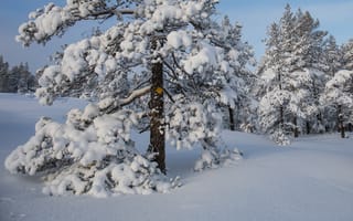 Картинка зима, снег, сугробы, Швеция, деревья
