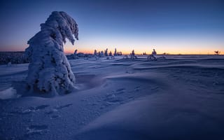 Картинка зима, снег, France, утро, Вогезы, деревья, рассвет, Vosges Mountains, сугробы, Франция