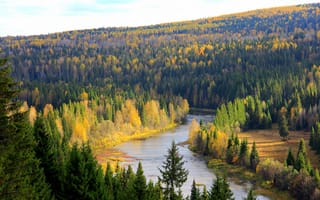 Картинка Россия, лес, деревья, река, Пермский край, Койва