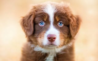 Картинка собака, голубые глаза, животные, щенок, взгляд