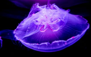 Обои медуза, подводный мир, макро