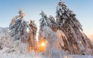 Картинка зима, лес, свет, природа, солнце, снег, деревья