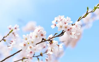 Картинка небо, macro, sakura, весна, сакура, branch, spring