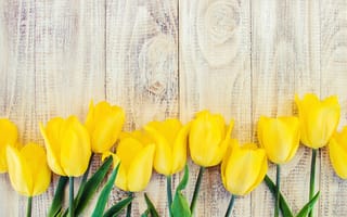 Картинка цветы, желтые, wood, tulips, yellow, flowers, spring, beautiful, 