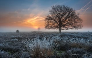 Картинка Нидерланды, весна, мороз, утро, трава, иней, провинция Северный Брабант, дерево, Март