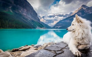 Картинка озеро, white, lake, mountains, dog, landscape, гора, looking, собака