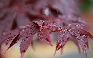 Картинка ветка, роса, капли, после дождя, красные, листья, японский клен, боке