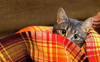 Картинка кот, плед, взгляд, шерсть, одеяло