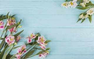 Картинка цветы, colorful, lily, wood, pink, spring, beautiful, flowers