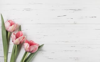 Картинка цветы, тюльпаны, flowers, beautiful, tulips, розовые, pink, spring