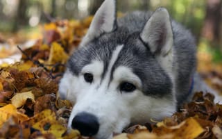 Картинка Собака, порода, лес, грустные, глаза, природа, листья, хаски, осень