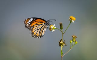 Обои бабочка, butterfly, Данаида монарх