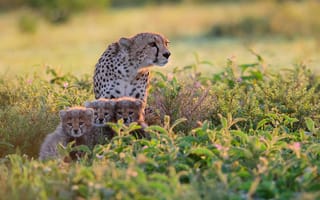 Картинка Африка, Гепарды, кусты, Танзания