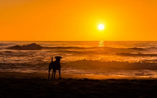 Картинка собака, море, закат