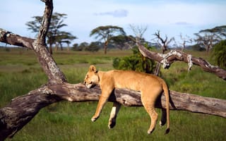 Картинка Африка, Серенгети, лев, львица, Танзания, дерево, спит