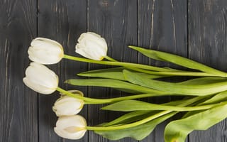 Картинка цветы, тюльпаны, tulips, white, белые, wood, beautiful, flowers