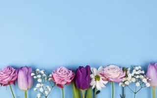 Картинка цветы, розы, purple, pink, tulips, beautiful, голубой, фиолетовые, тюльпаны, spring, розовые, roses, flowers