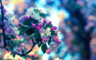 Картинка весна, цветение, яблоня