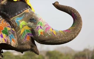 Картинка слон, красок, Индия, my planet, travel, отдых, разноцветные, весенний, украшения, боке, фестиваль, мелки, традиции, Джайпур, Холи, толстокожий