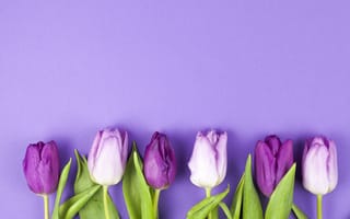 Картинка цветы, фиолетовые, flowers, tulips, purple, spring, beautiful, тюльпаны
