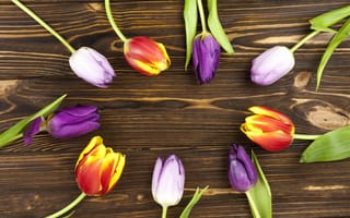 Картинка цветы, colorful, tulips, beautiful, flowers, тюльпаны, spring, purple