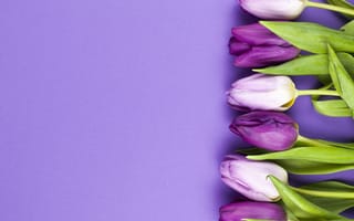 Картинка цветы, фиолетовые, beautiful, purple, spring, tulips, flowers, тюльпаны