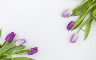 Картинка цветы, фиолетовые, purple, spring, beautiful, flowers, tulips, тюльпаны