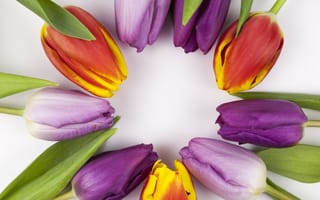 Картинка цветы, colorful, flowers, тюльпаны, tulips, spring, beautiful, purple