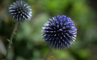 Картинка Цветы, Мордовник, Blue flowers, Синие цветочки