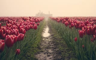 Картинка цветы, поле, тюльпаны, туман