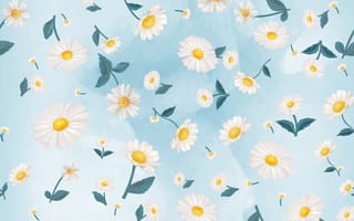 Картинка цветы, ромашки, colorful, голубой