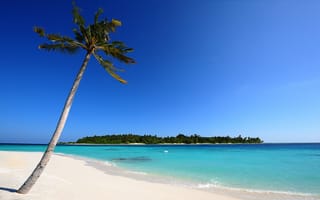 Картинка пальмы, пальма, Мальдивы, море, природа, песок, пляж, остров