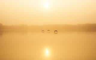 Картинка озеро, туман, птицы
