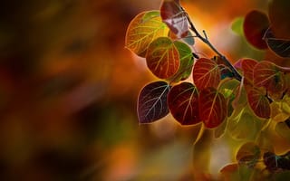 Картинка макро, листва, ветки, осень, тополя