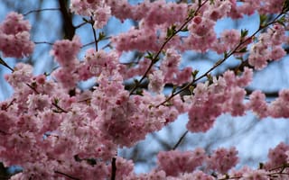 Картинка spring, pink flowers, bloom